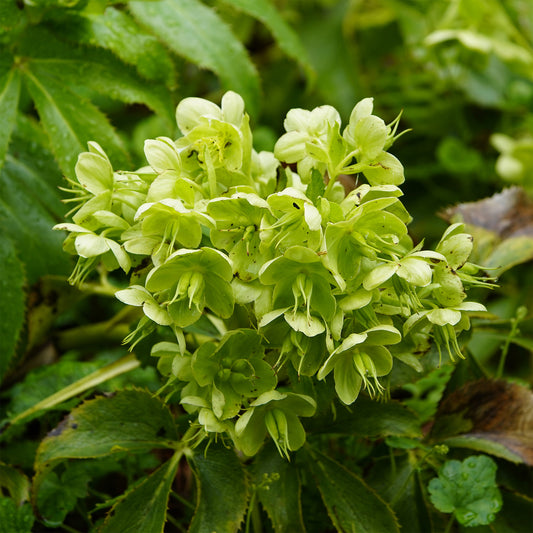 Hellébore de Corse - Bakker