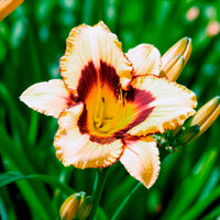 Hémérocalle Canadian Border Patrol - Hemerocallis canadian border patrol - Bakker