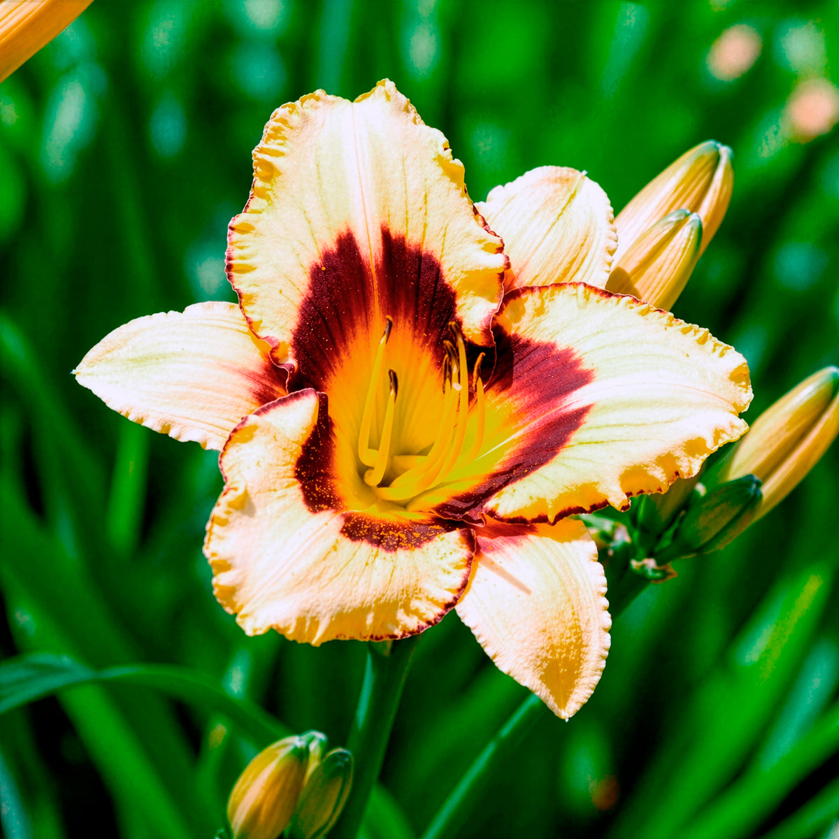 Hémérocalle Canadian Border Patrol - Hemerocallis canadian border patrol - Bakker