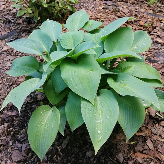 Hosta Canadian Blue Funkia - Bakker