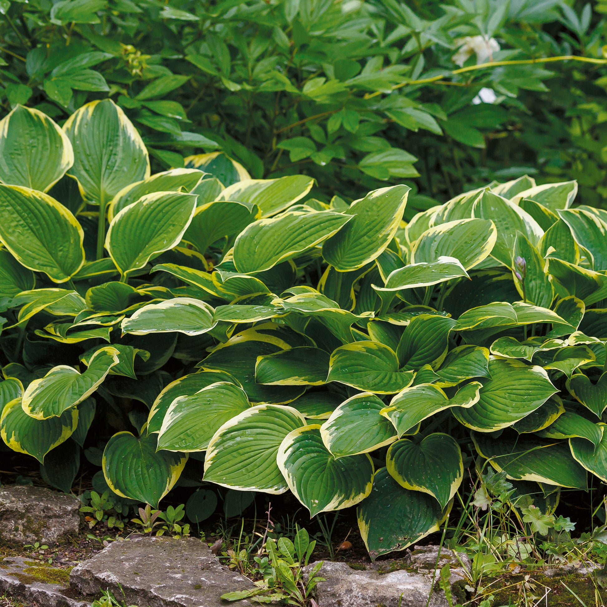 Hosta Aureomarginata Funkia - Bakker
