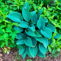 Vente Hosta Halcyon - Hosta Halcyon