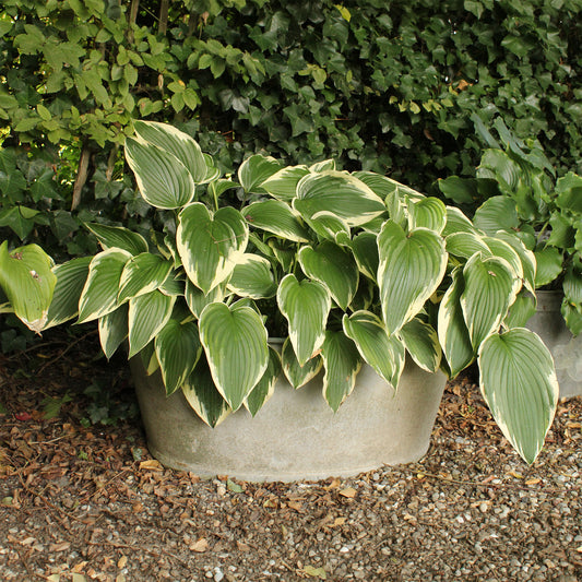 Hosta So Sweet - Hosta so sweet - Bakker