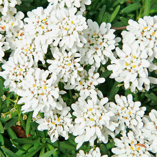 3 Corbeilles d'argent Weisser Zwerg - Iberis - Bakker