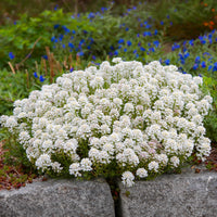 Corbeille d'argent Weisser Zwerg - Iberis - Bakker