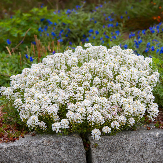 Corbeille d'argent Weisser Zwerg - Iberis - Bakker