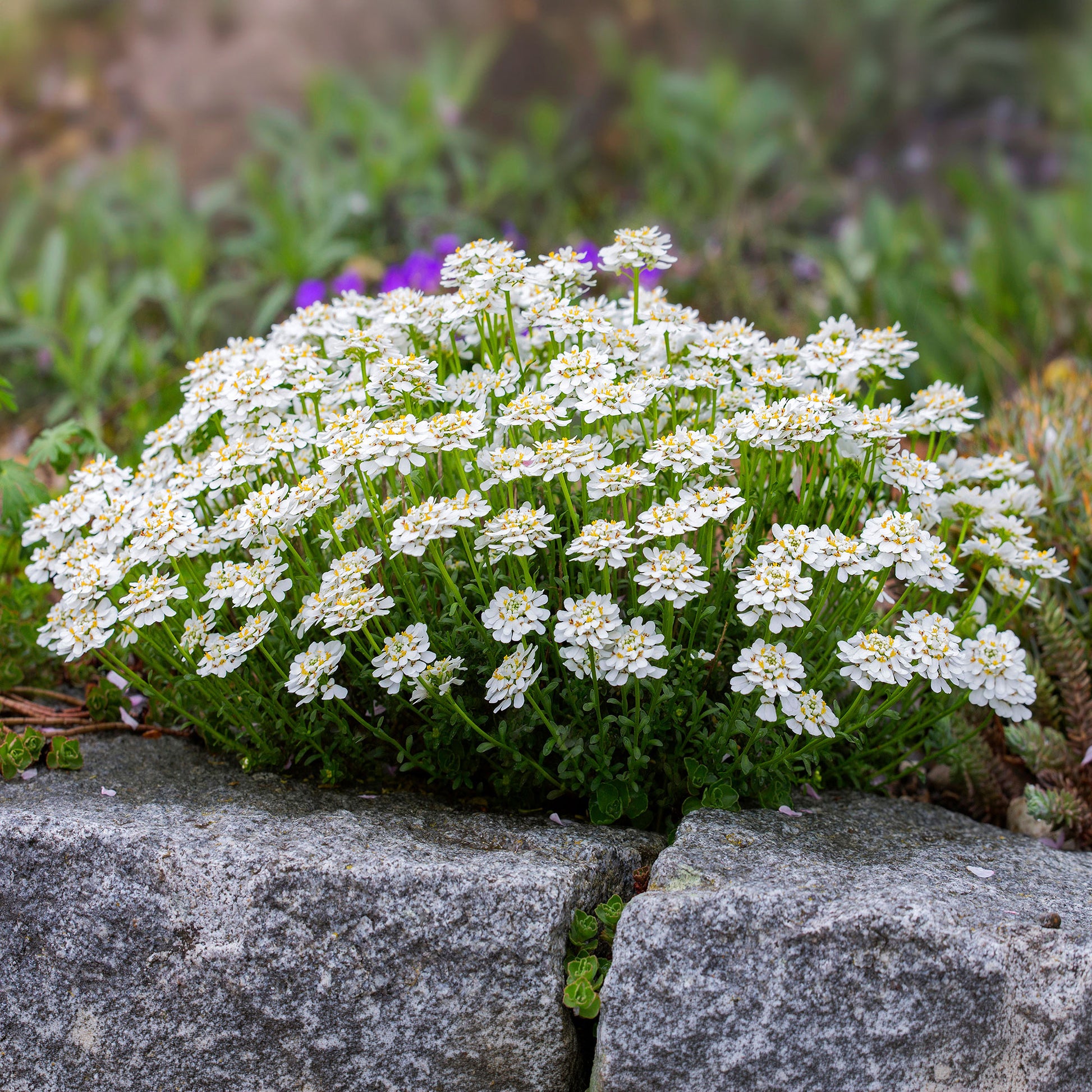Vente Corbeille d'argent Weisser Zwerg - Iberis - Iberis sempervirens weisser zwerg