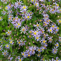 Kalimeris incisa nana blue - Kaliméris Nana Blue - Kaliméris