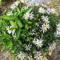 Kaliméris Nana Blue - Bakker