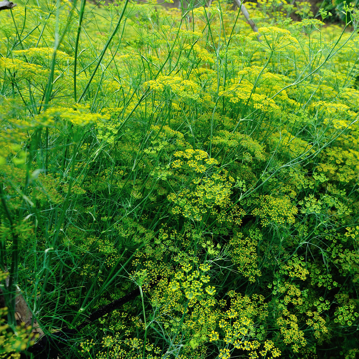 Vente Fenouil commun - Foeniculum vulgare
