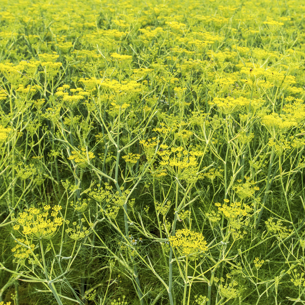 Fenouil commun - Foeniculum vulgare - Bakker