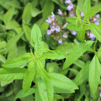Verveine citronnelle - Aloysia citrodora - Bakker