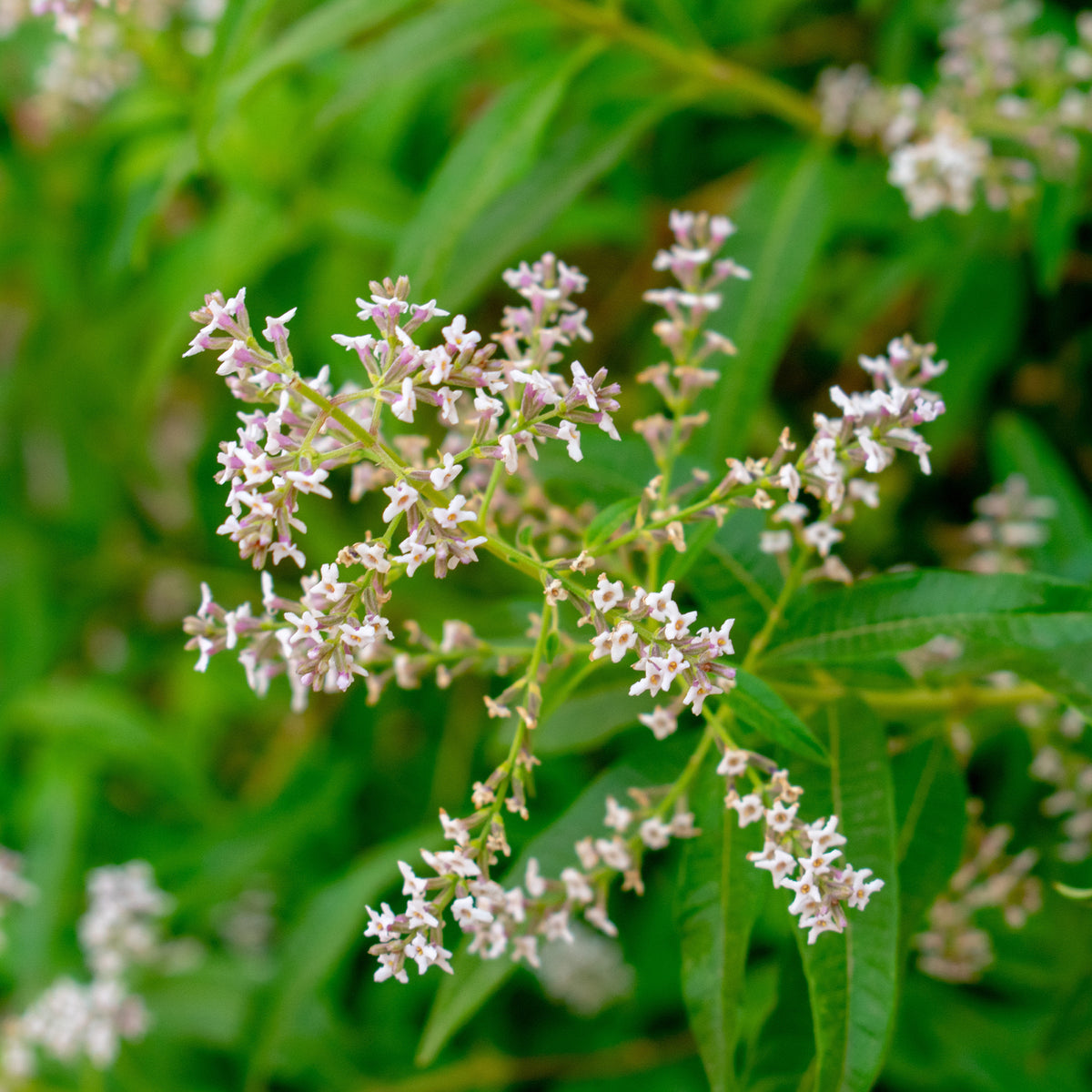 Verveine - Verveine citronnelle - Aloysia citrodora