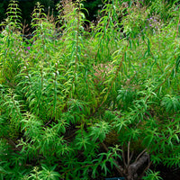 Verveine citronnelle - Aloysia citrodora - Bakker