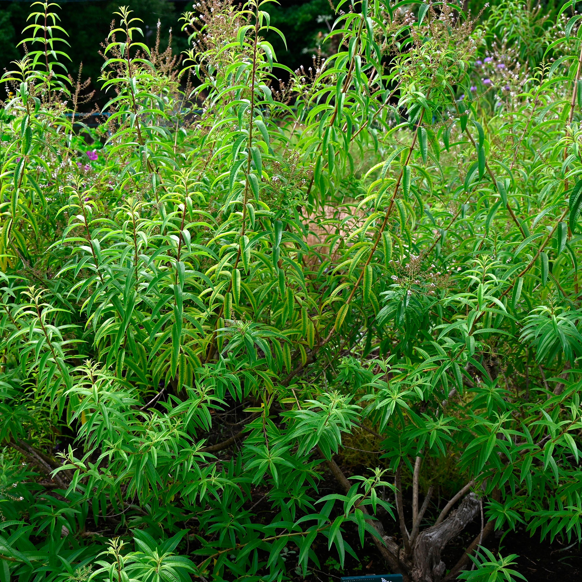 Verveine citronnelle - Aloysia citrodora - Bakker