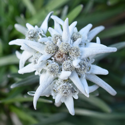 Edelweiss des Alpes Blossom of Snow - Bakker