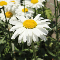 3 Marguerites d'été Alaska - Leucanthemum x superbum alaska - Bakker