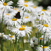 3 Marguerites d'été Alaska - Bakker