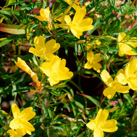 Oenothera African Sun - Oenothère African Sun - Onagre - Vivaces fleuries