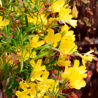 Oenothère African Sun - Onagre - Bakker