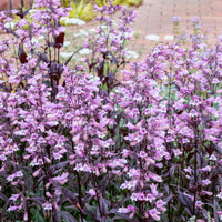 Galane Dark Towers - Penstemon - Bakker