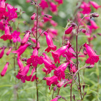 Galane - Galane Andenken an Friedrich Hahn - Penstemon - Penstemon Andenken an Friedrich Hahn