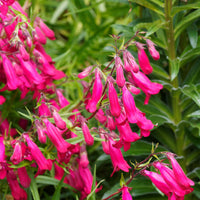 Penstemon Andenken an Friedrich Hahn - Galane Andenken an Friedrich Hahn - Penstemon - Galane