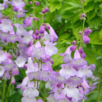 Galane - Galane Alice Hindley - Penstemon - Penstemon Alice Hindley