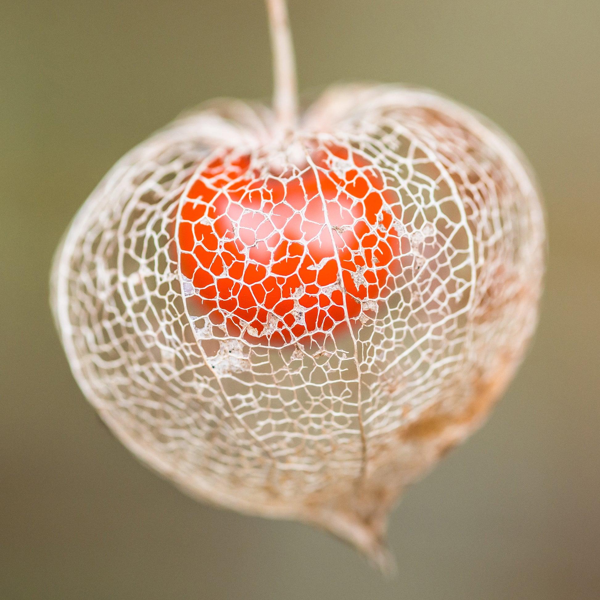 Vente Physalis franchetii - Amour en cage - Physalis alkekengi var. franchetii
