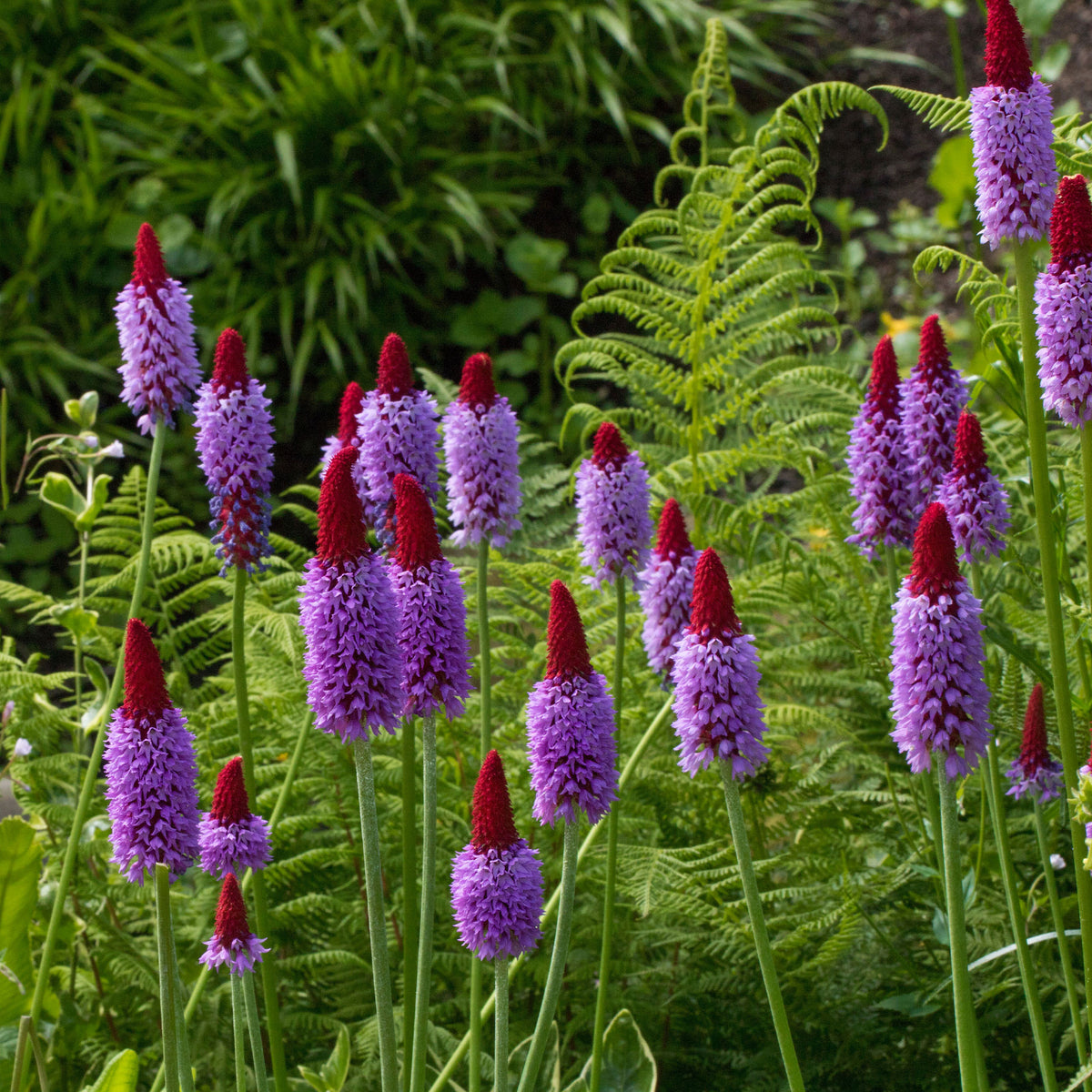 Plantes vivaces - Primevère des marais - Primula vialii