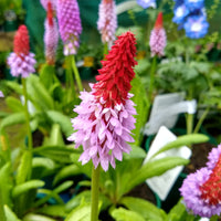 Primevère des marais - Primula vialii - Bakker