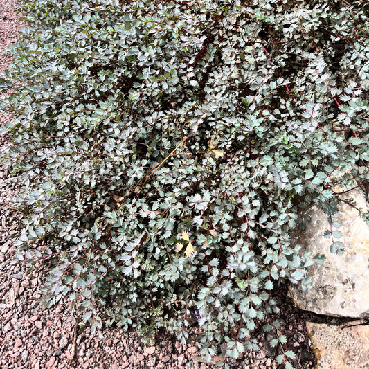 Mouton végétal - Raoulia - Bakker