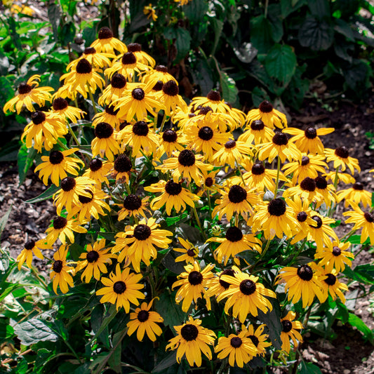 Rudbeckia Early Bird Gold - Bakker