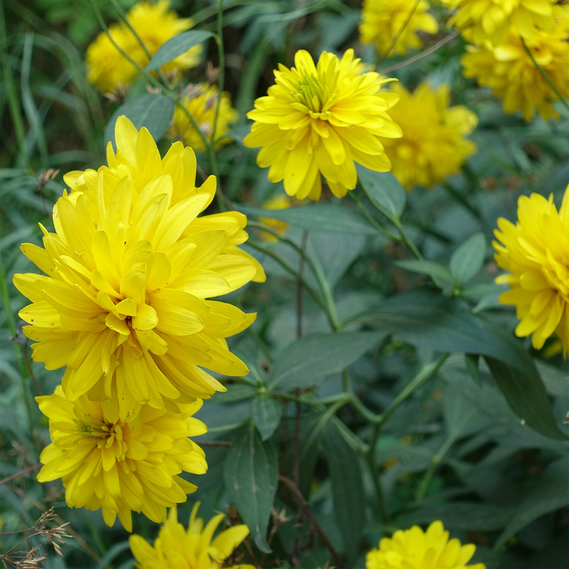 Rudbeckia - Rudbeckia laciniata Goldquelle - Rudbeckia laciniata goldquelle