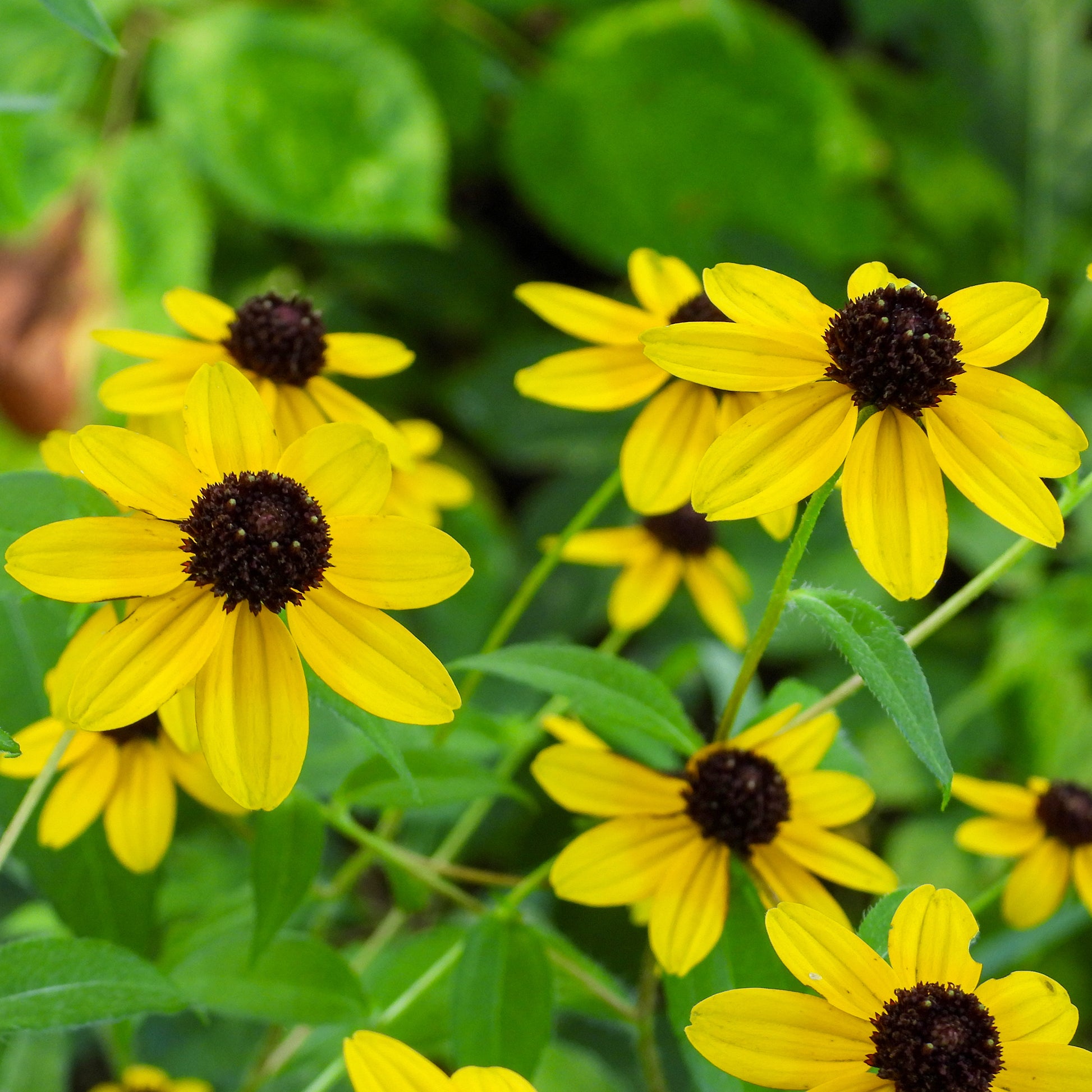 Rudbeckia trilobée - Rudbeckia  triloba - Bakker