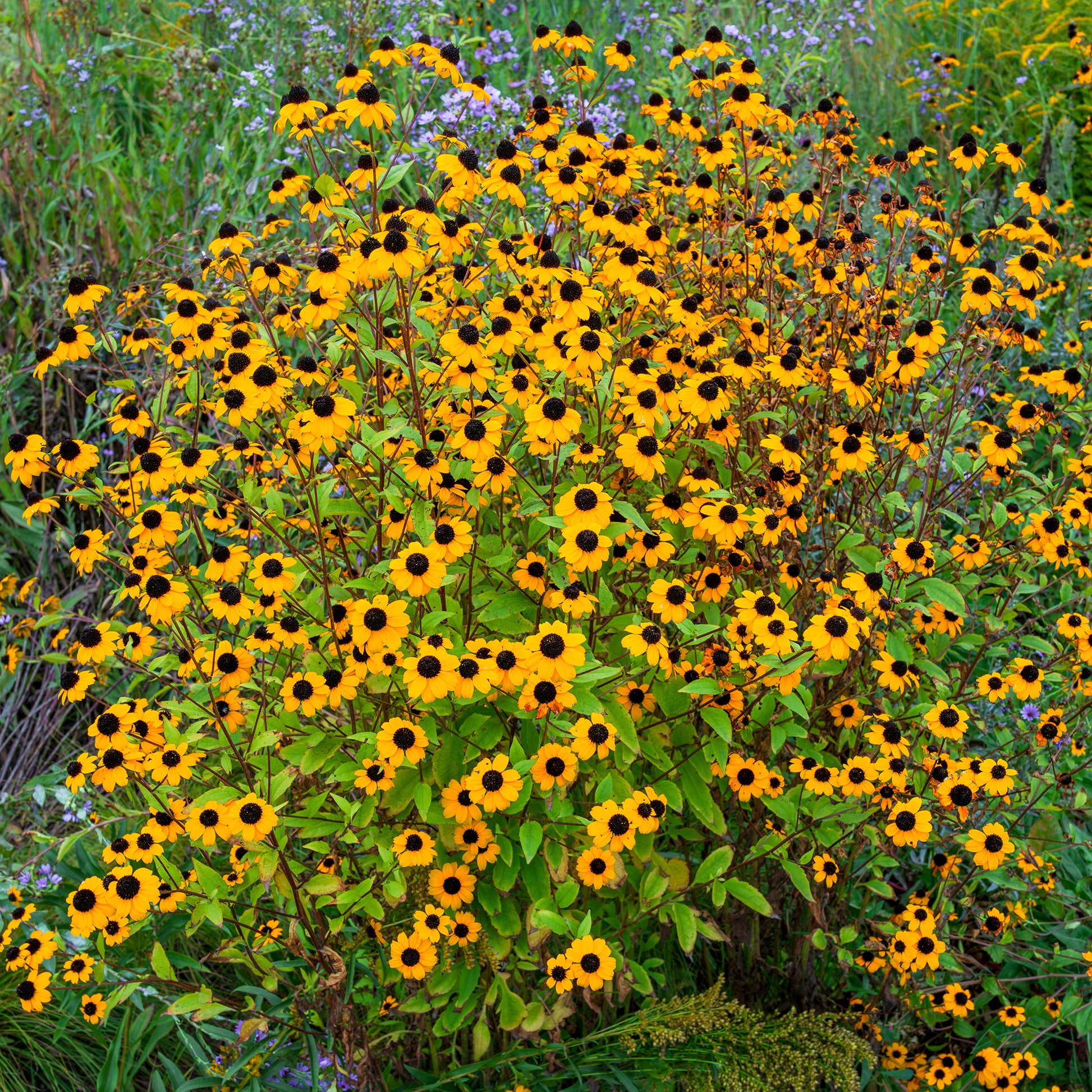 Rudbeckia trilobée - Bakker
