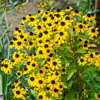 Rudbeckia  triloba - Rudbeckia trilobée - Rudbeckia