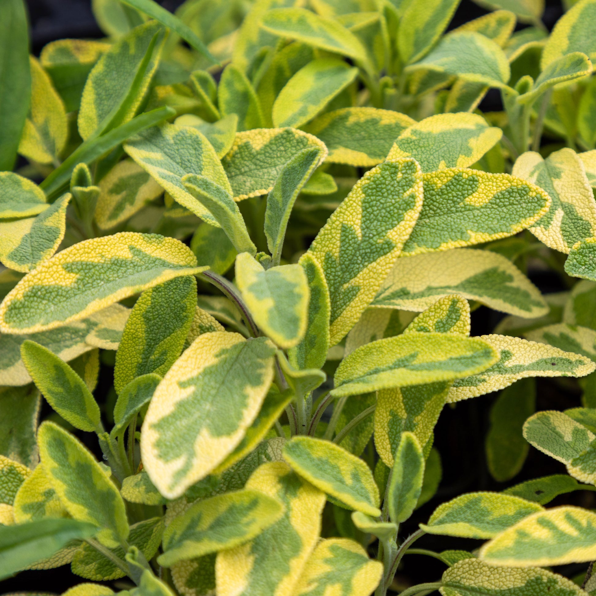 Sauges - Sauge officinale Aurea - Salvia officinalis Aurea