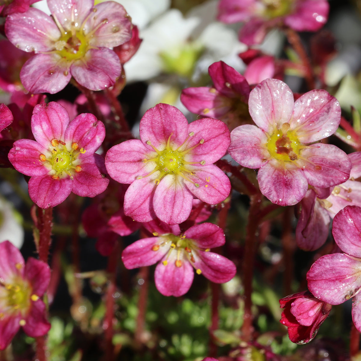 Saxifrage mousse Pixie
