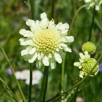 Scabieuse - Scabieuse jaune - Scabiosa ochroleuca