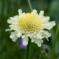 Scabiosa ochroleuca - Scabieuse jaune - Scabieuse