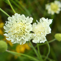 Scabieuse jaune - Scabiosa ochroleuca - Bakker
