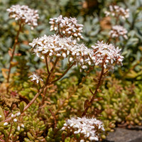Sedum album Coral Carpet - Sedum Coral Carpet - Plantes vivaces