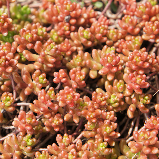 3 Sedum Coral Carpet