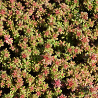 Sedum album Murale - 3 Sedum blanc tapissant - Plantes vivaces