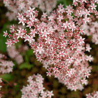 3 Sedum blanc tapissant - Sedum album Murale - Bakker