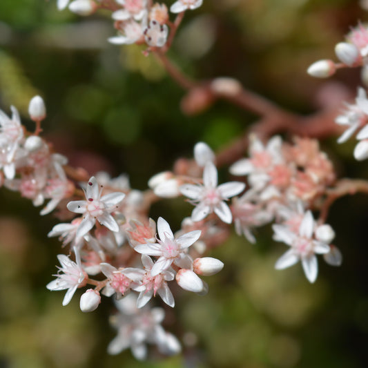 3 Sedum blanc tapissant