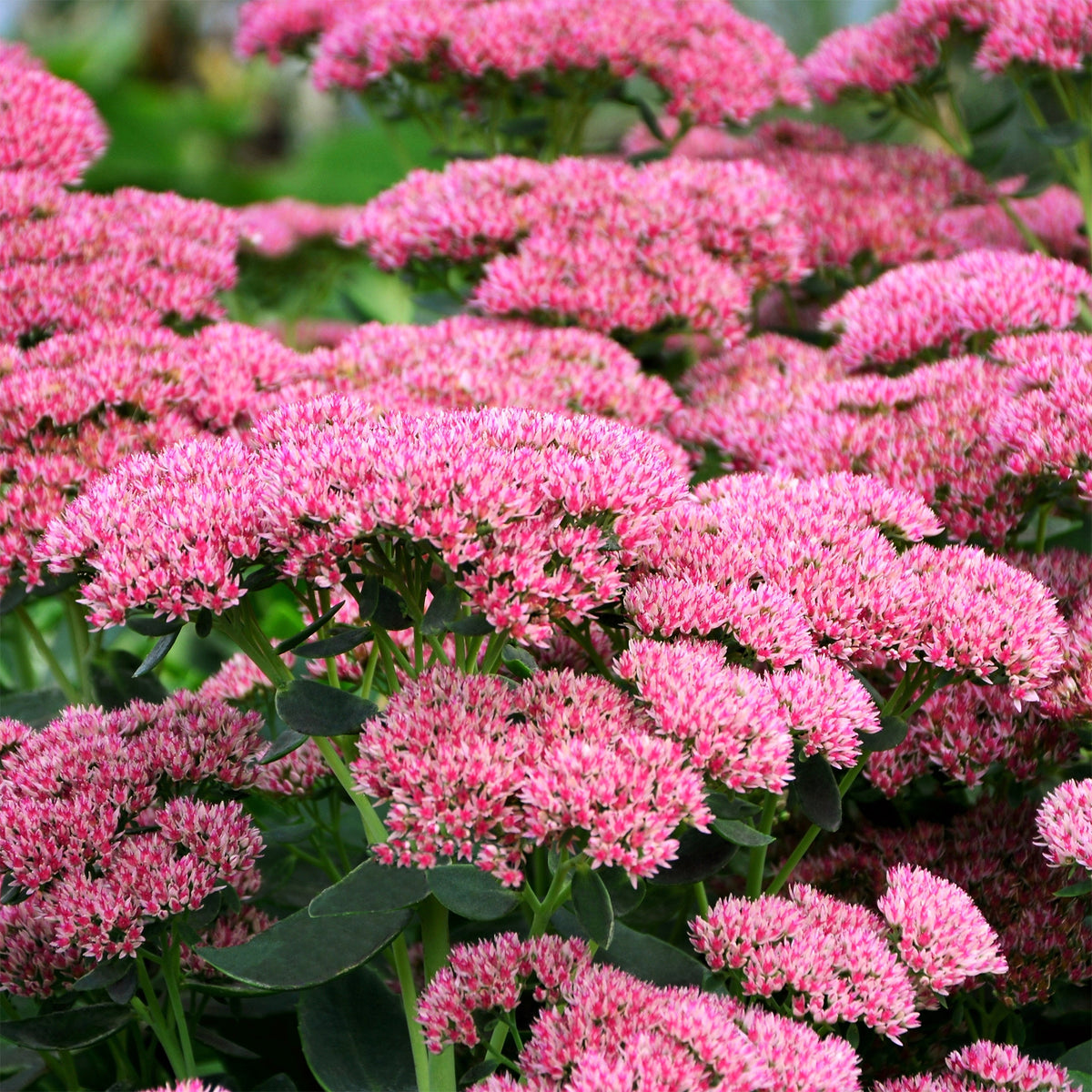 Sedum Herbstfreude - Autumn Joy - Sedum herbstfreude - Bakker