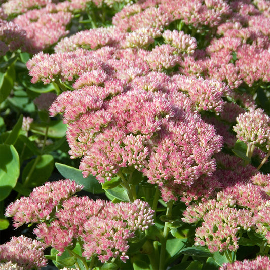 Sedum Herbstfreude - Autumn Joy - Bakker
