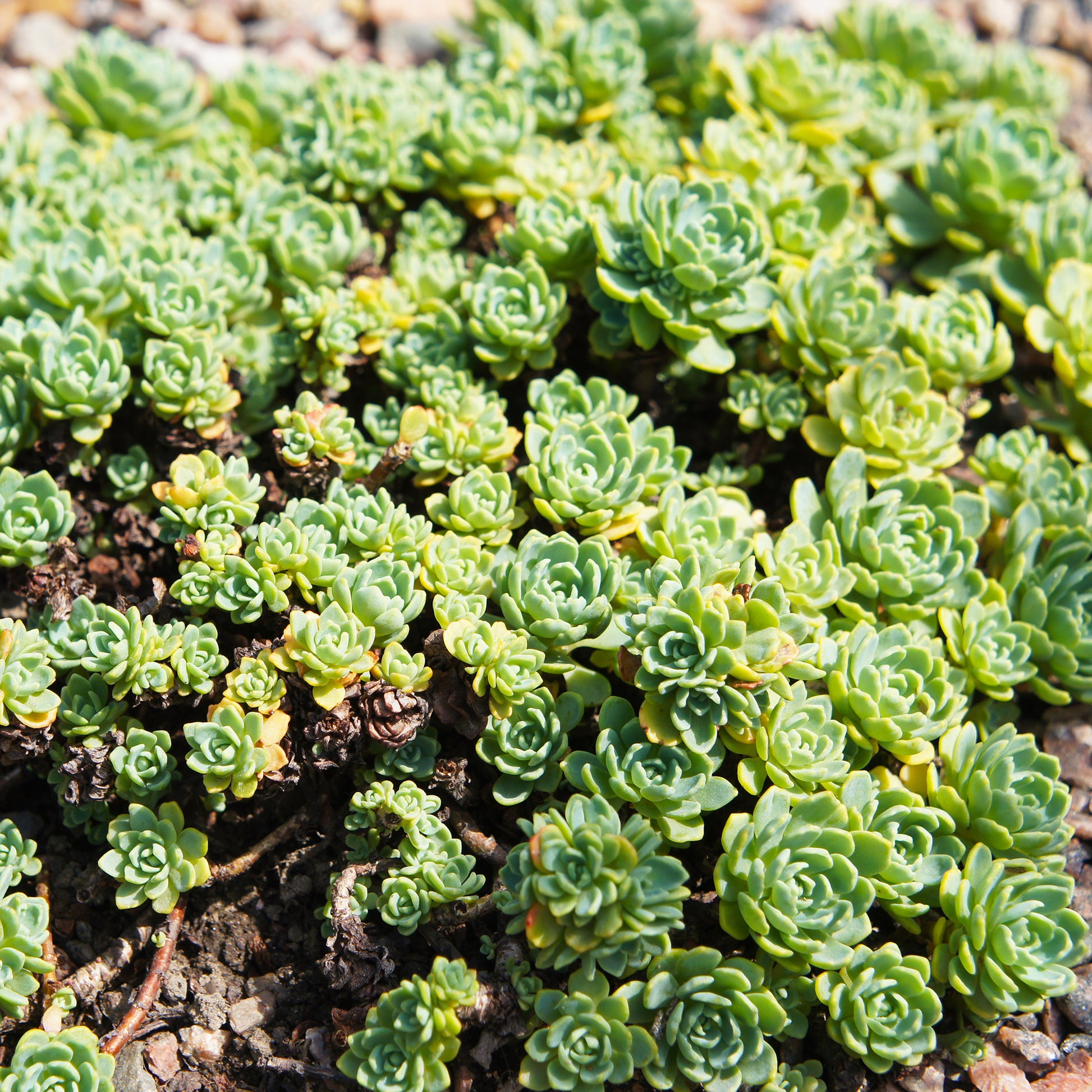 Sedum pachyclados - Sedum pachyclados - Bakker